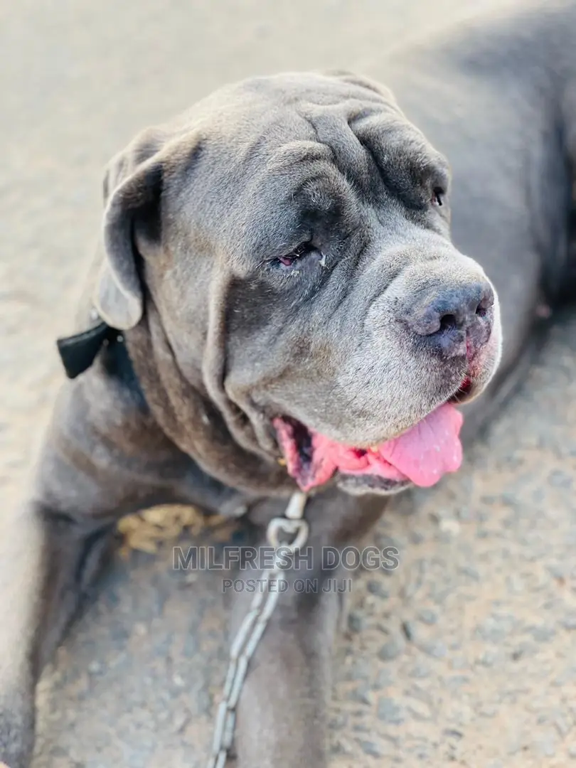 1+ year Male Purebred Neapolitan Mastiff
