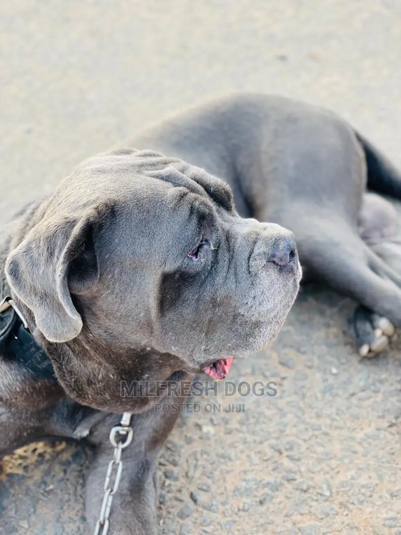 1+ year Male Purebred Neapolitan Mastiff