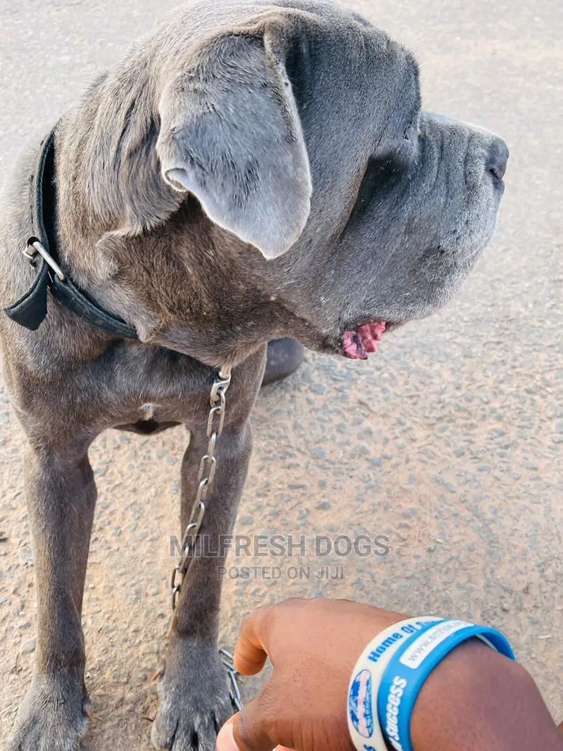 1+ year Male Purebred Neapolitan Mastiff
