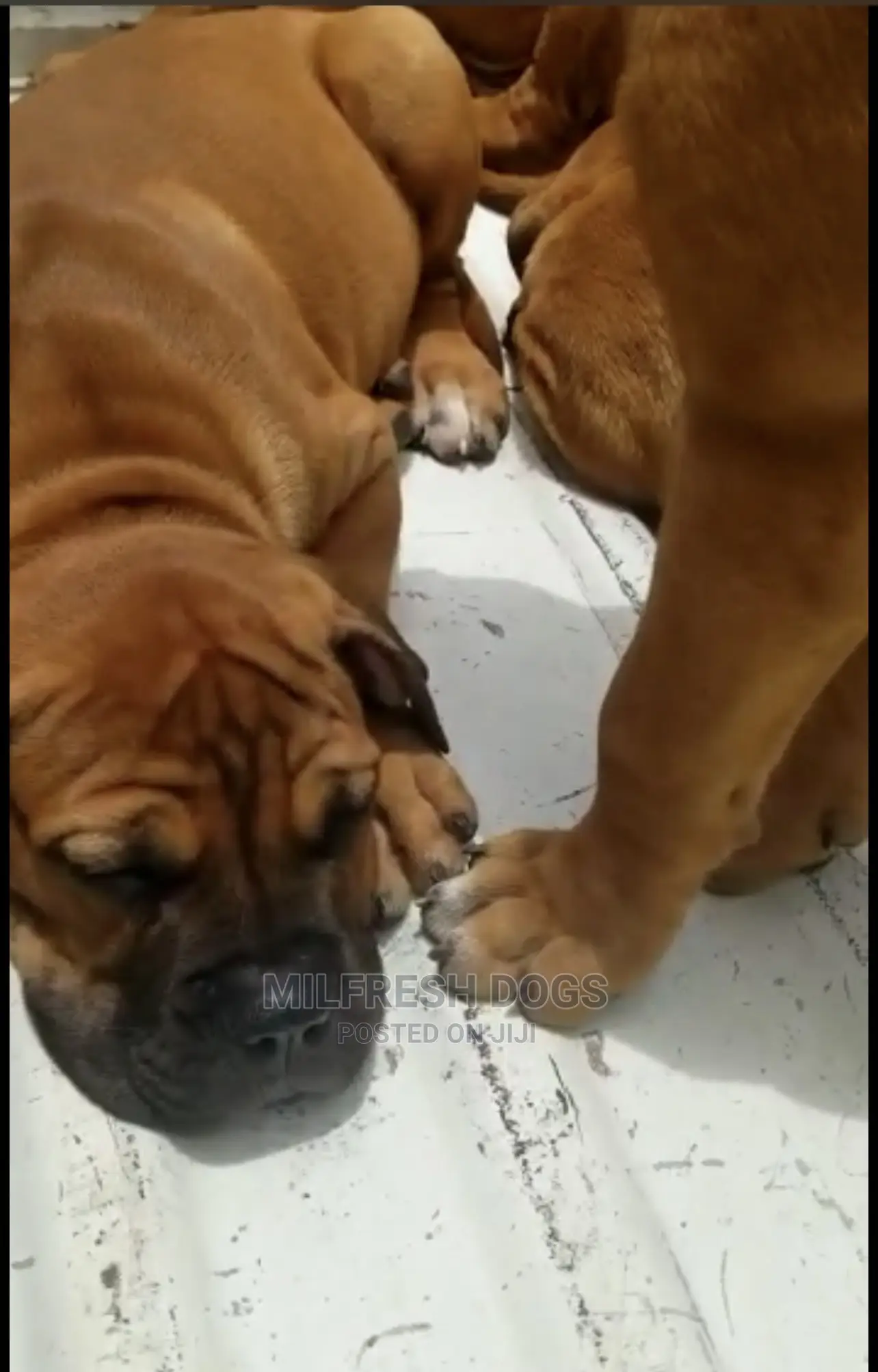 1-3 months Female Purebred Bullmastiff