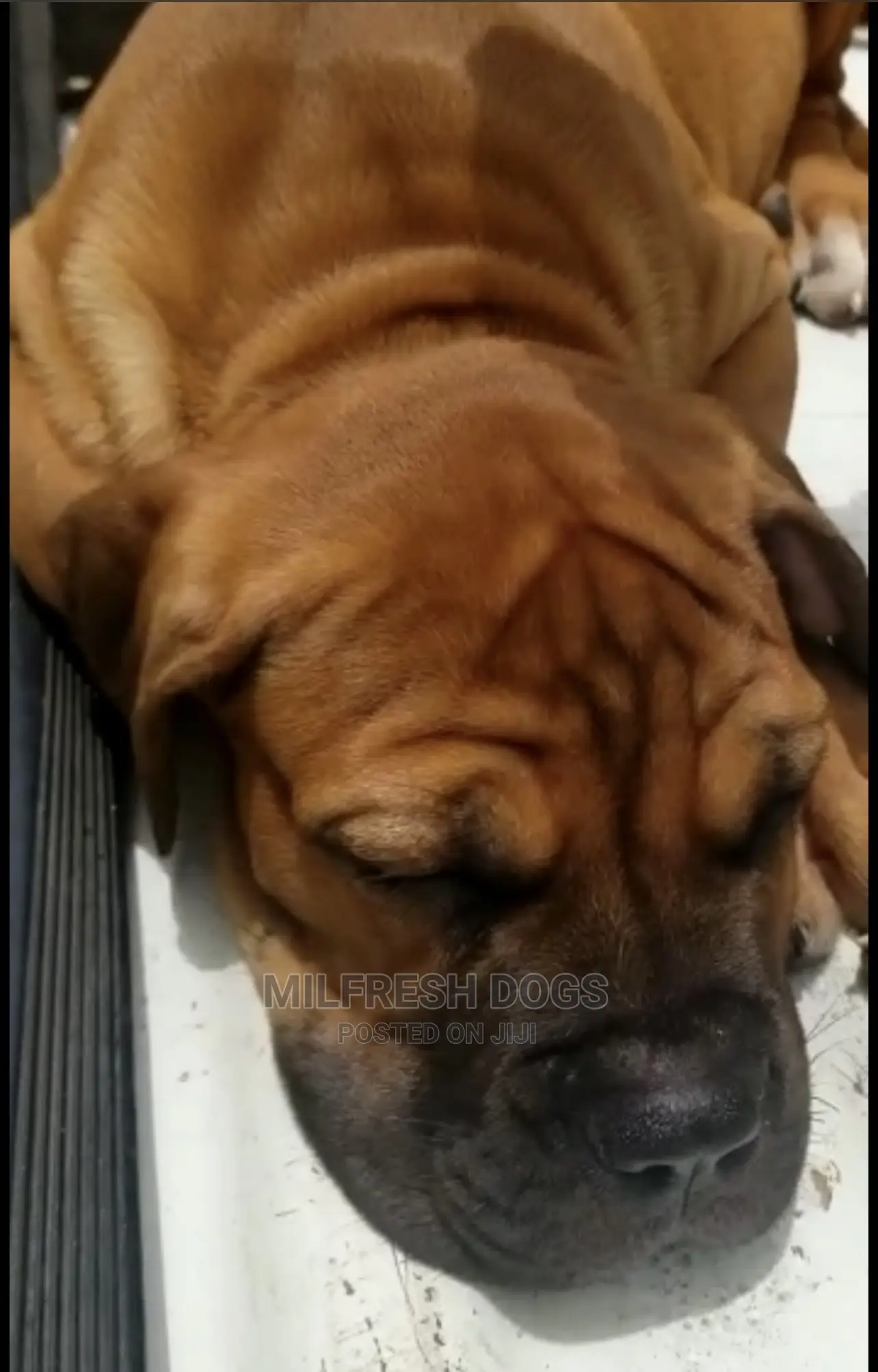 1-3 months Female Purebred Bullmastiff