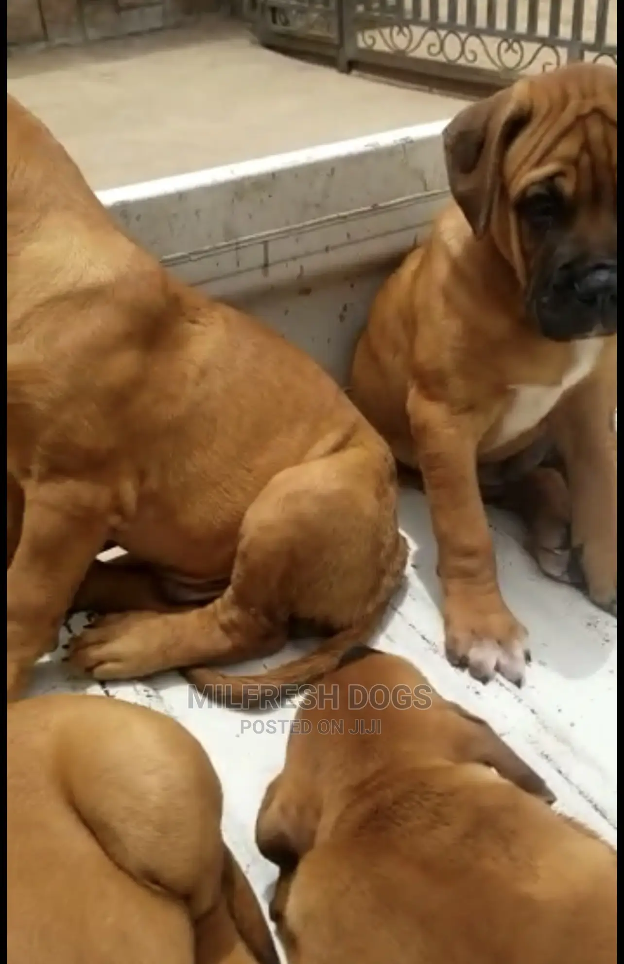 1-3 months Female Purebred Bullmastiff