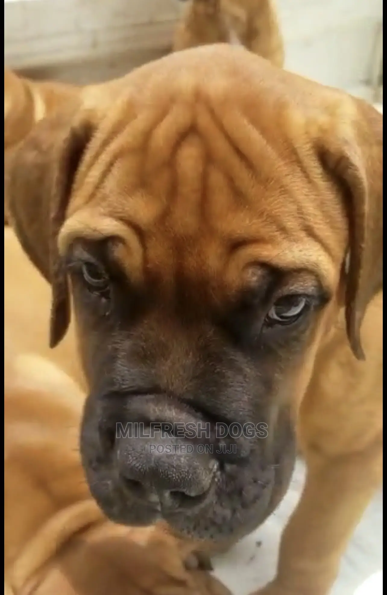 1-3 months Female Purebred Bullmastiff