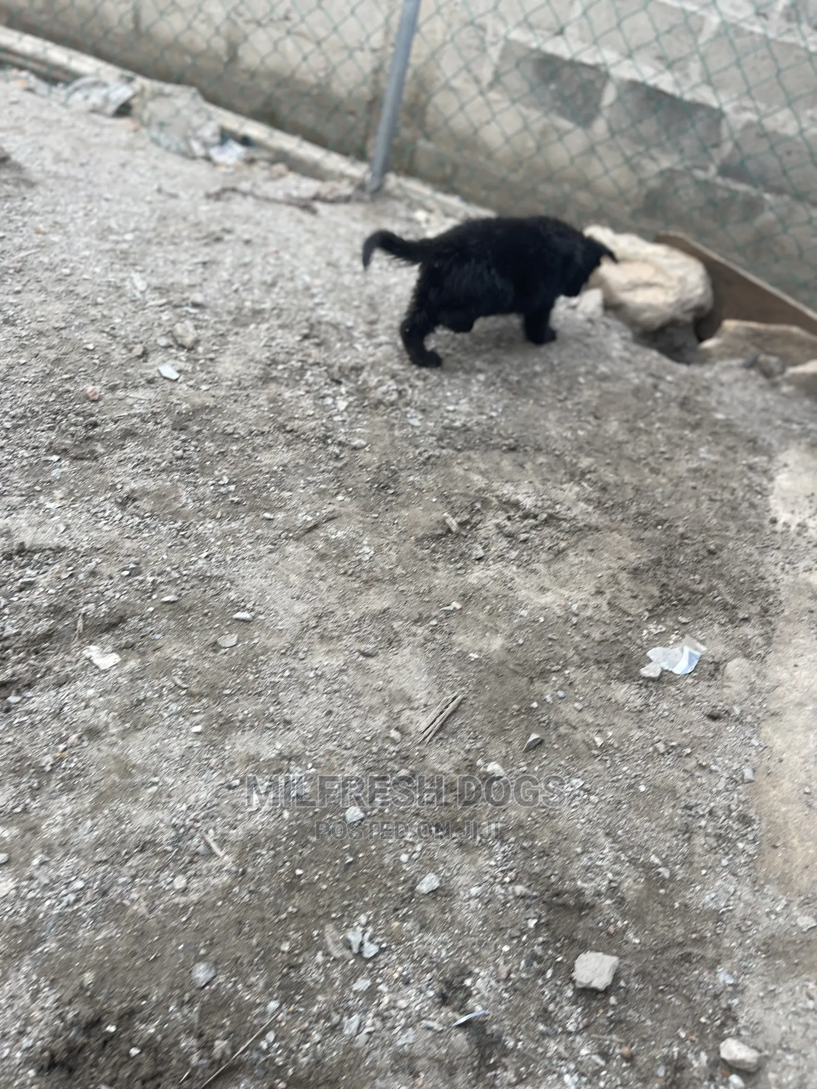 1-3 Month Female Purebred German Shepherd