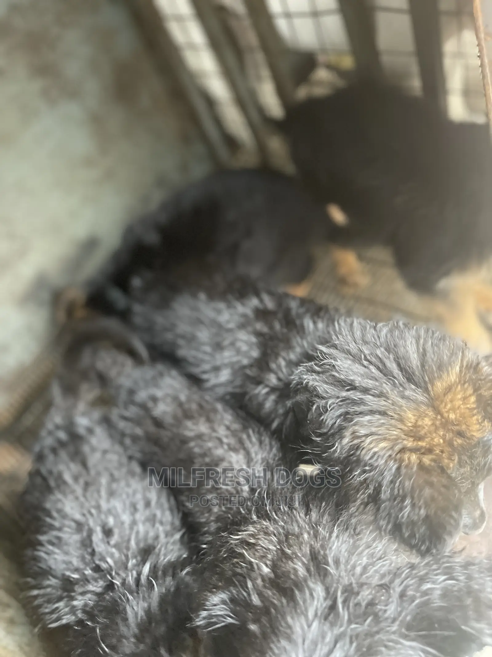 1-3 Month Female Purebred German Shepherd