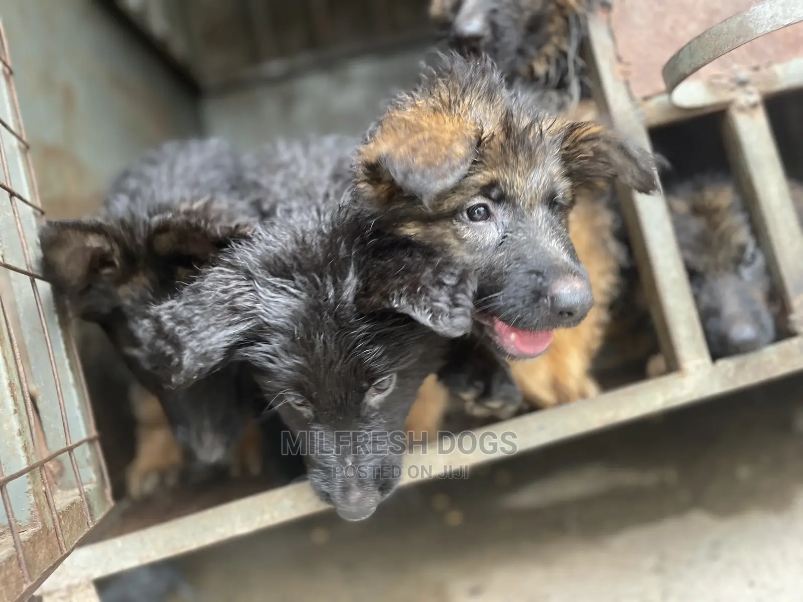 1-3 Month Female Purebred German Shepherd