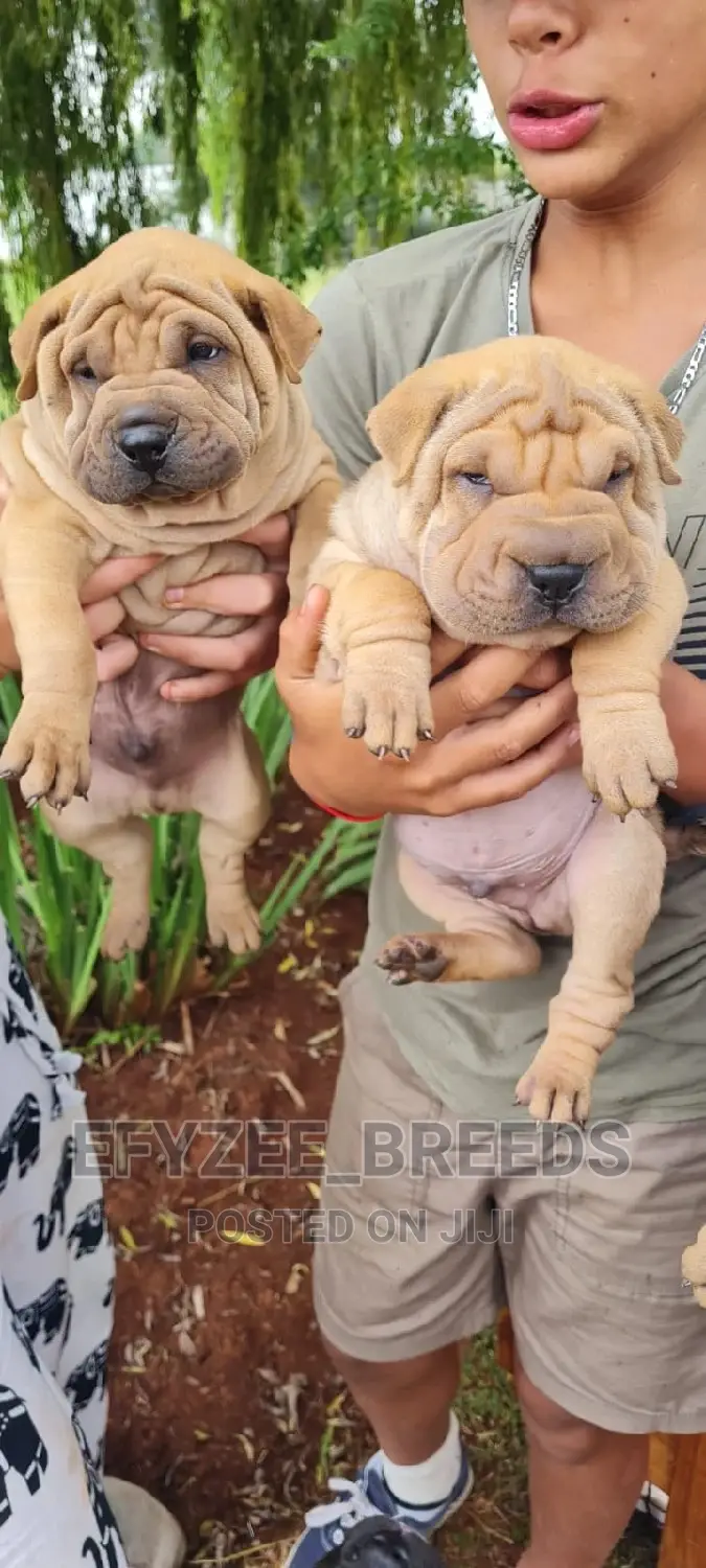 1-3 months Male Purebred Chinese Shar-Pei