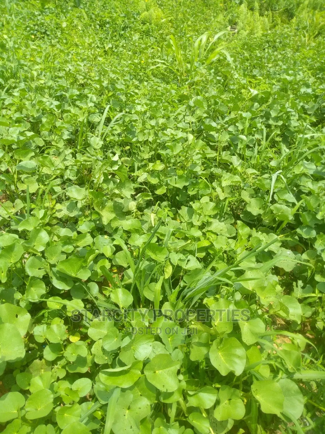 Farm Lands for Sale at Epe Close to Igbonla