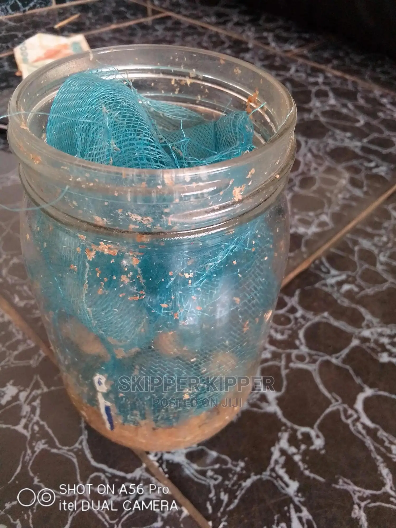 100 Grams of Black Soldier Fly Egg