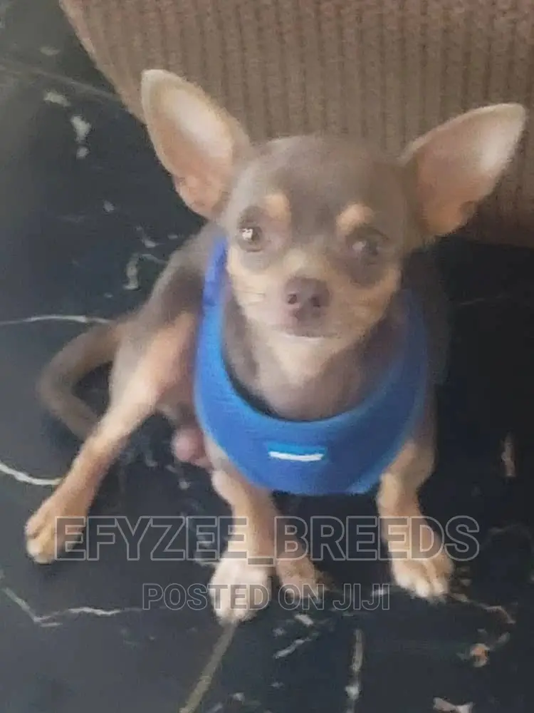 1+ year Male Purebred Chihuahua