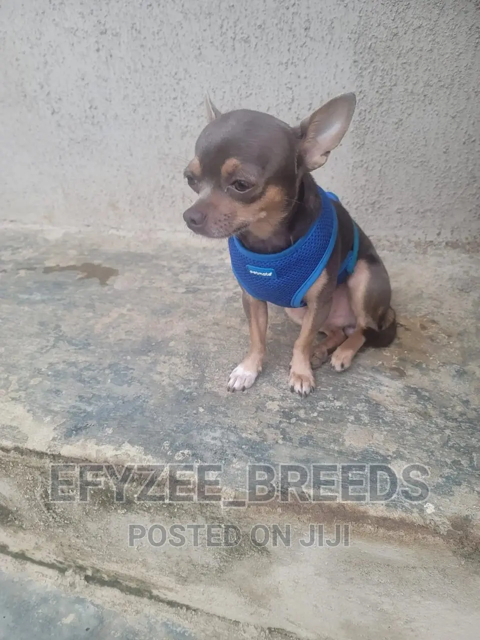 1+ year Male Purebred Chihuahua