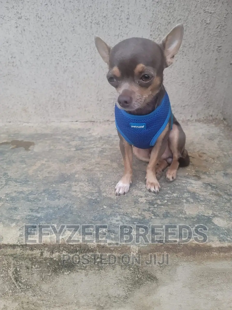 1+ year Male Purebred Chihuahua