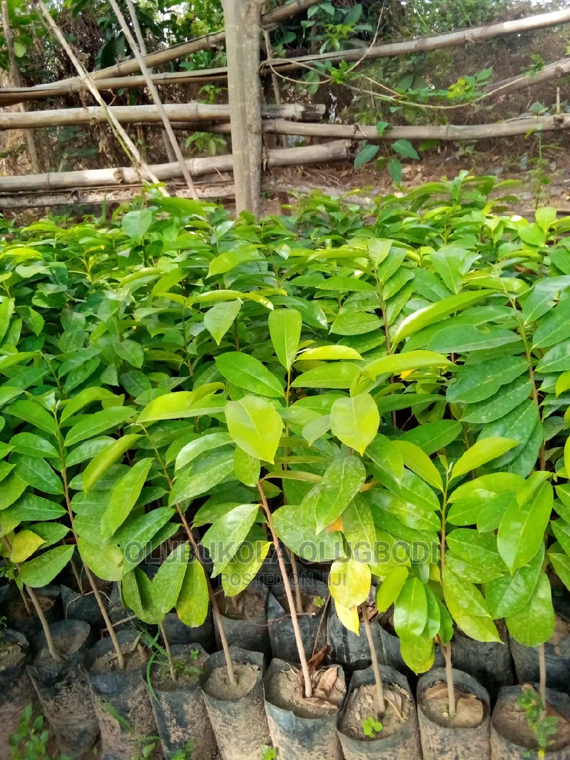 Order for Soursop Seedlings at Oyebuk Farms and Garden