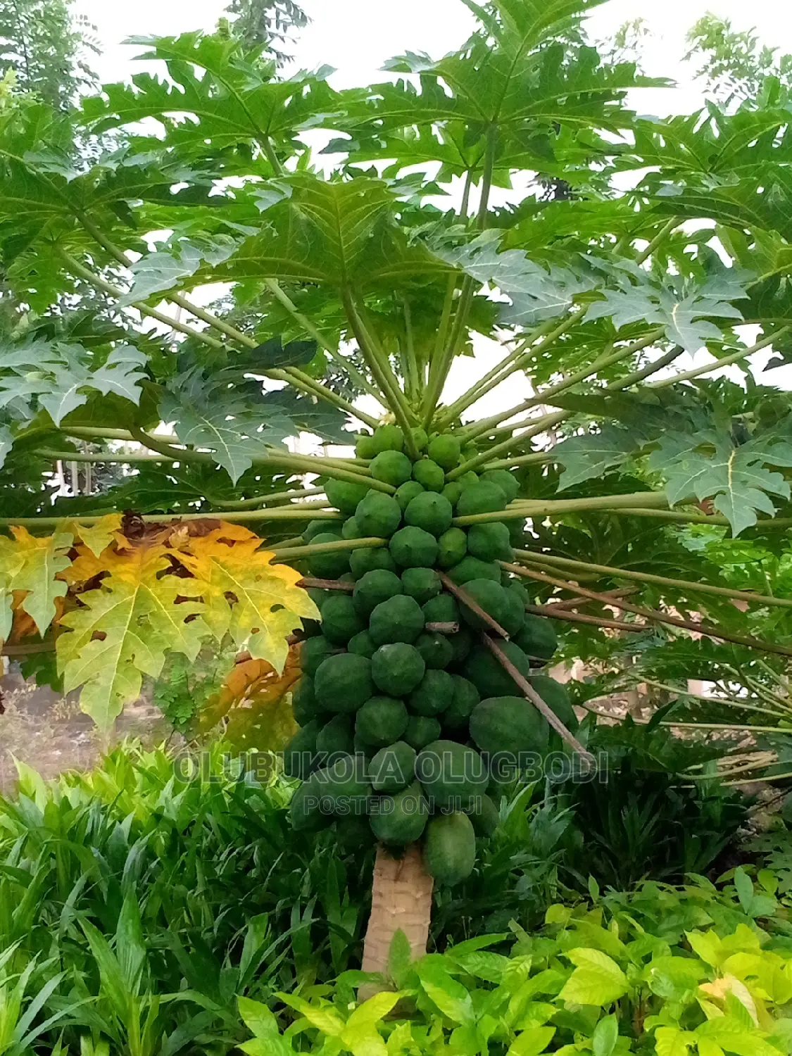 Hybrid Dwarf Pawpaw Seedlings Is Available At Oyebuk Farms