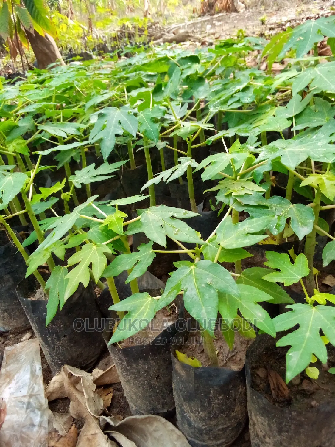 Hybrid Dwarf Pawpaw Seedlings Is Available At Oyebuk Farms