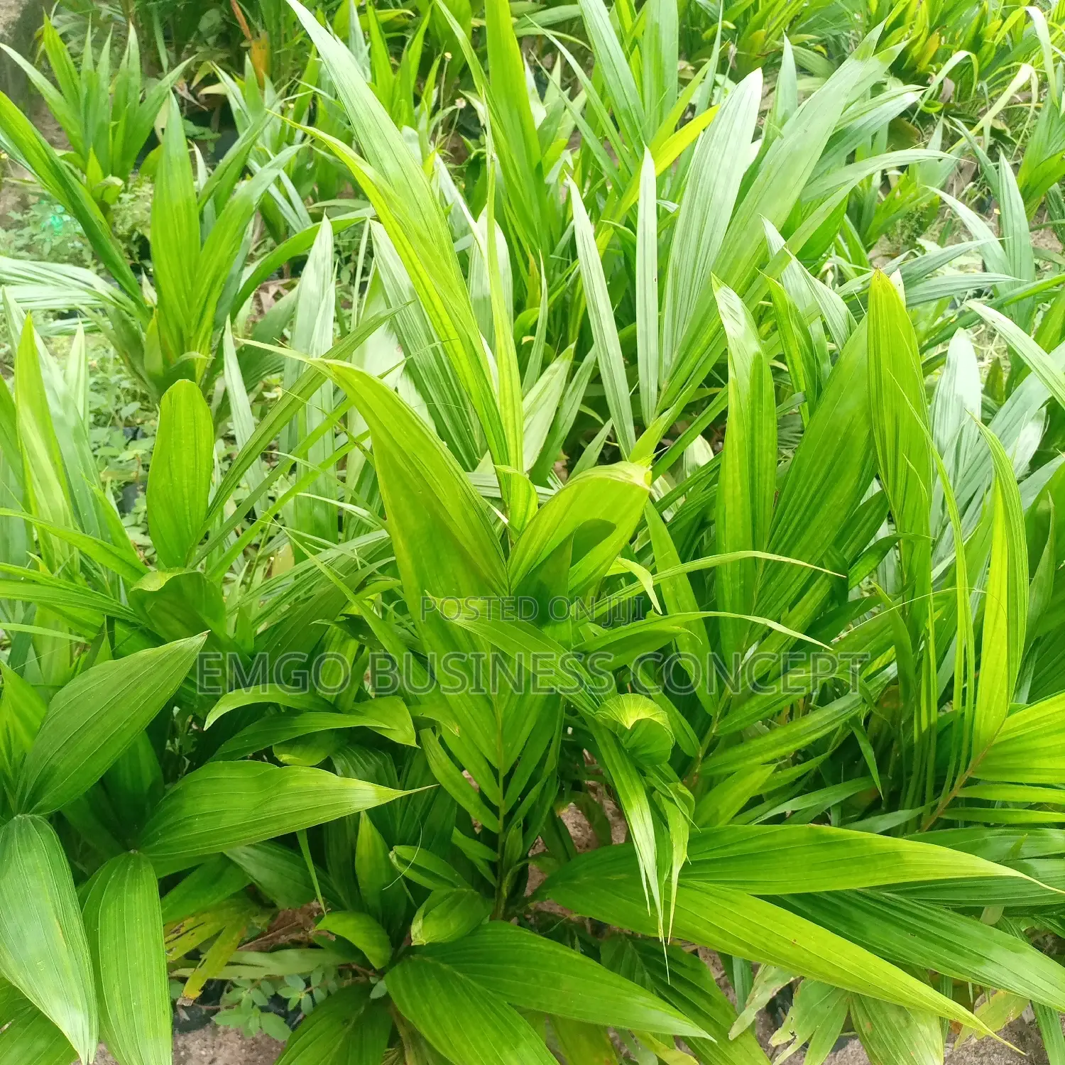 Special Tenera Oil Palm Seedlings