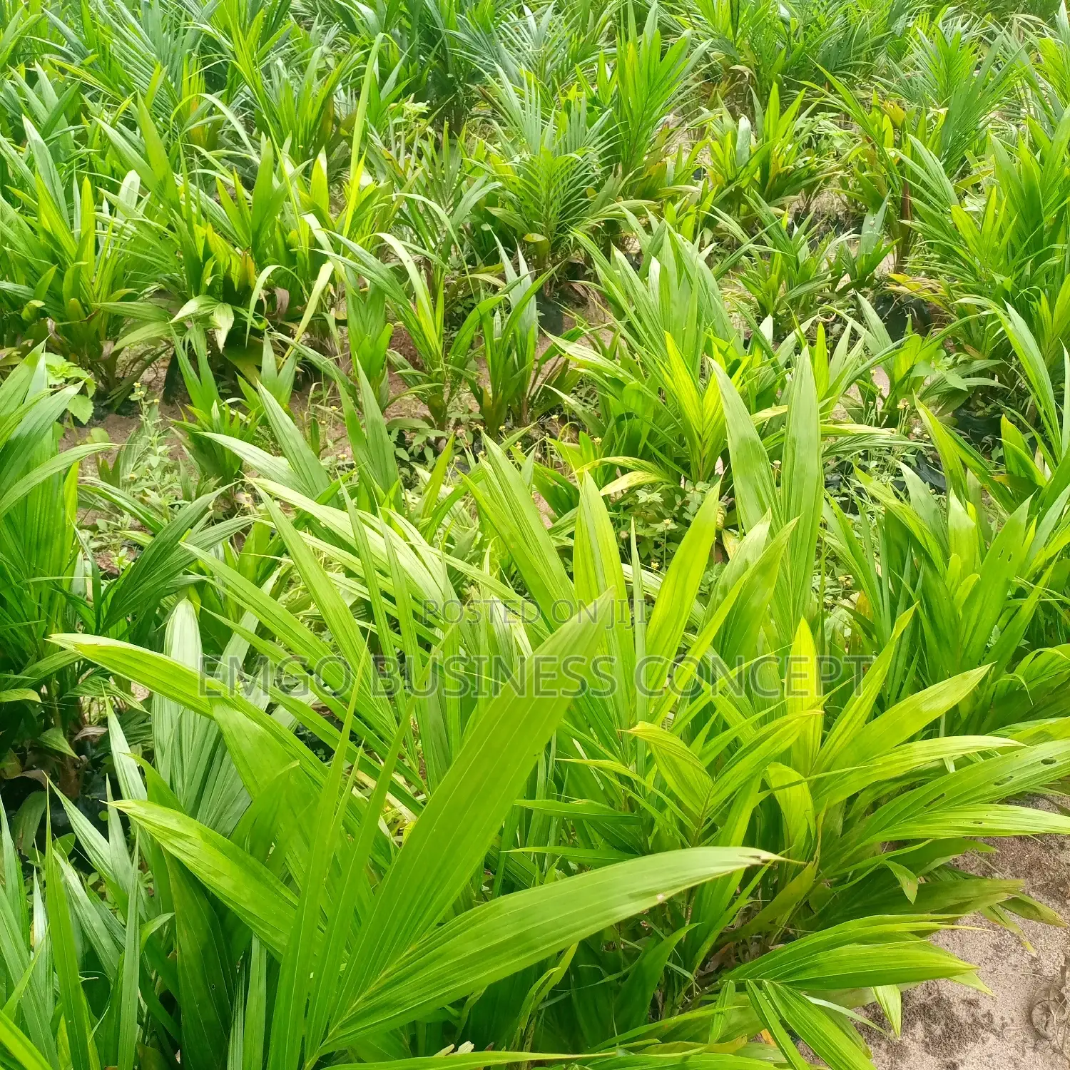 Tenera Bred Oil Palm Seedlings