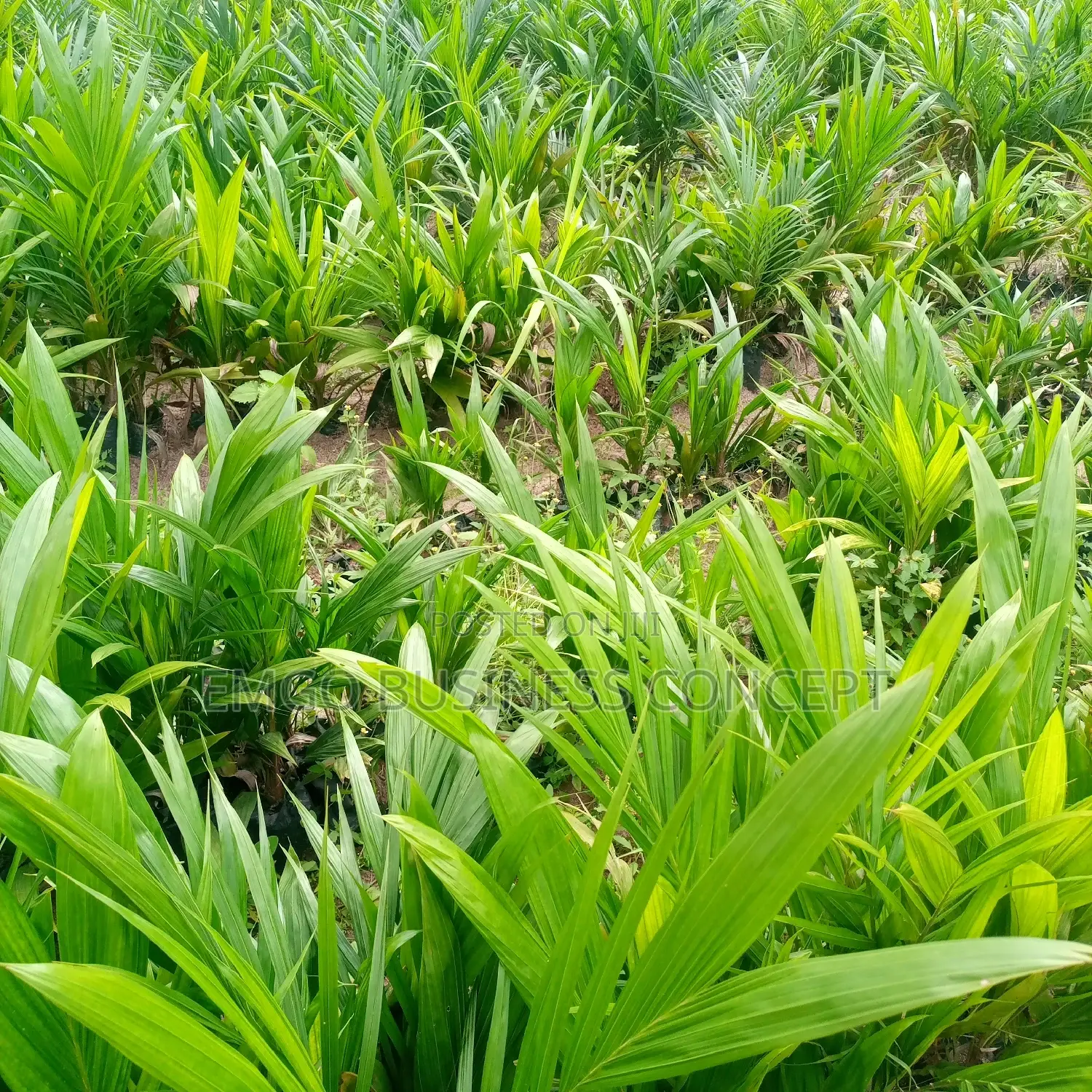 Tenera Bred Oil Palm Seedlings