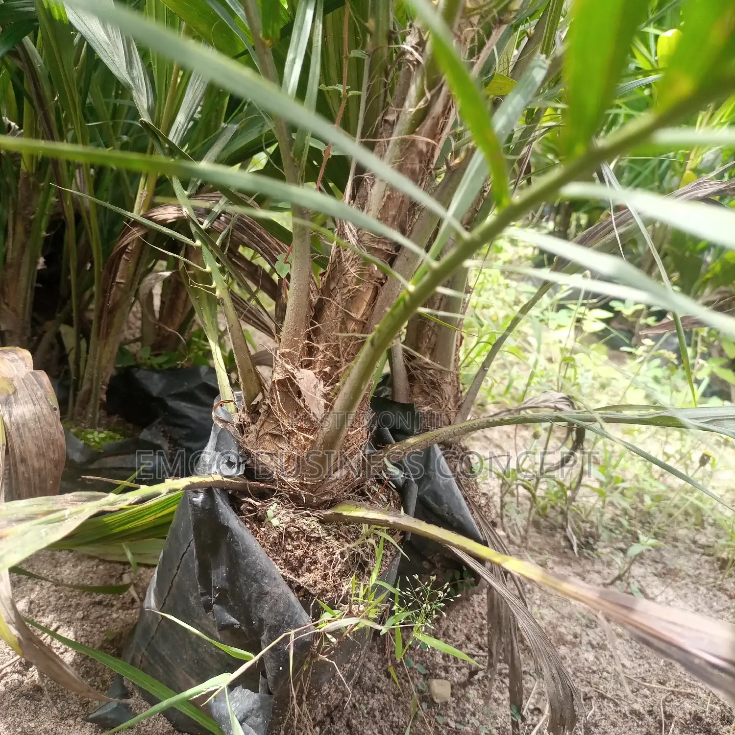 Special Tenera Breeds Oil Palm Seedlings