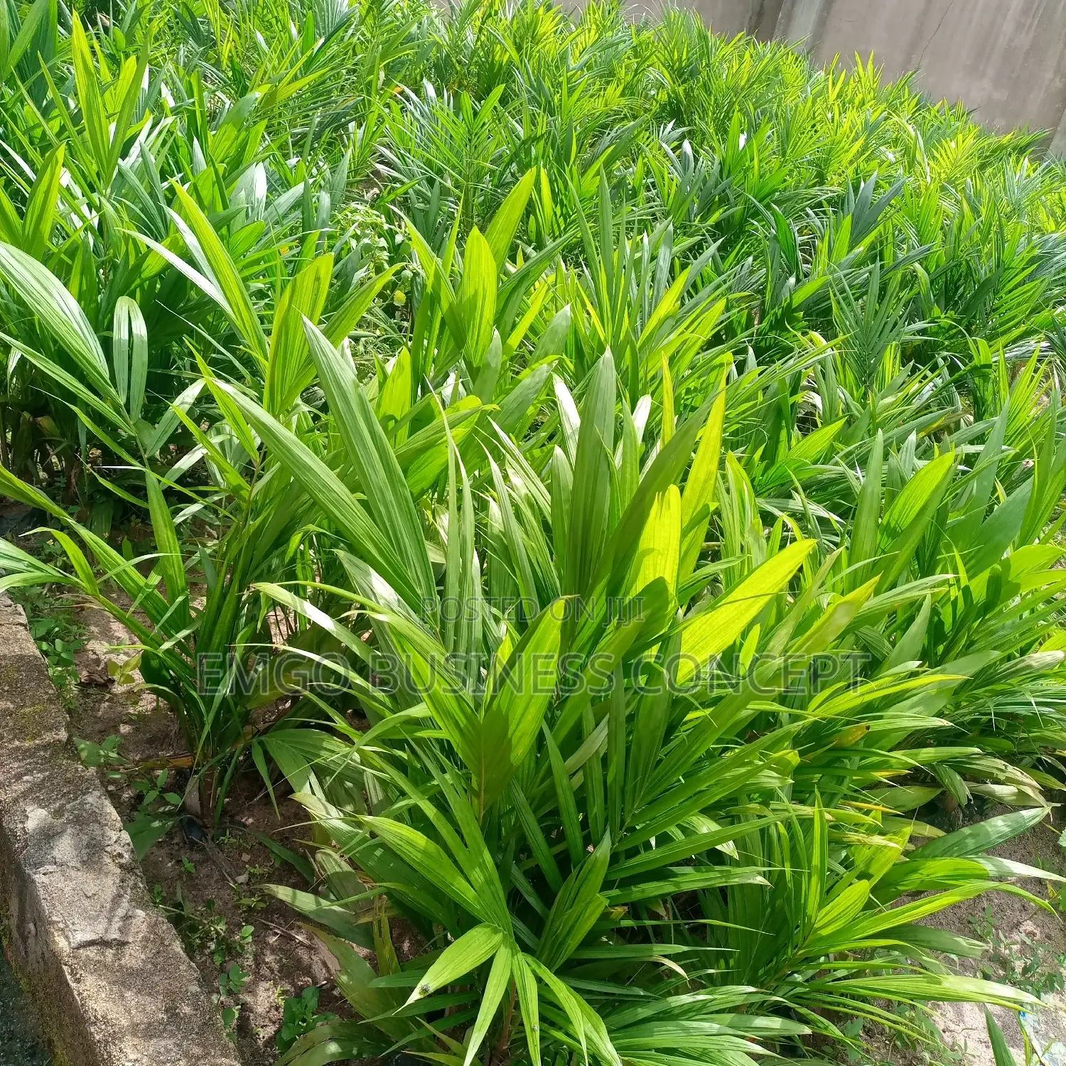 Special Tenera Breeds Oil Palm Seedlings