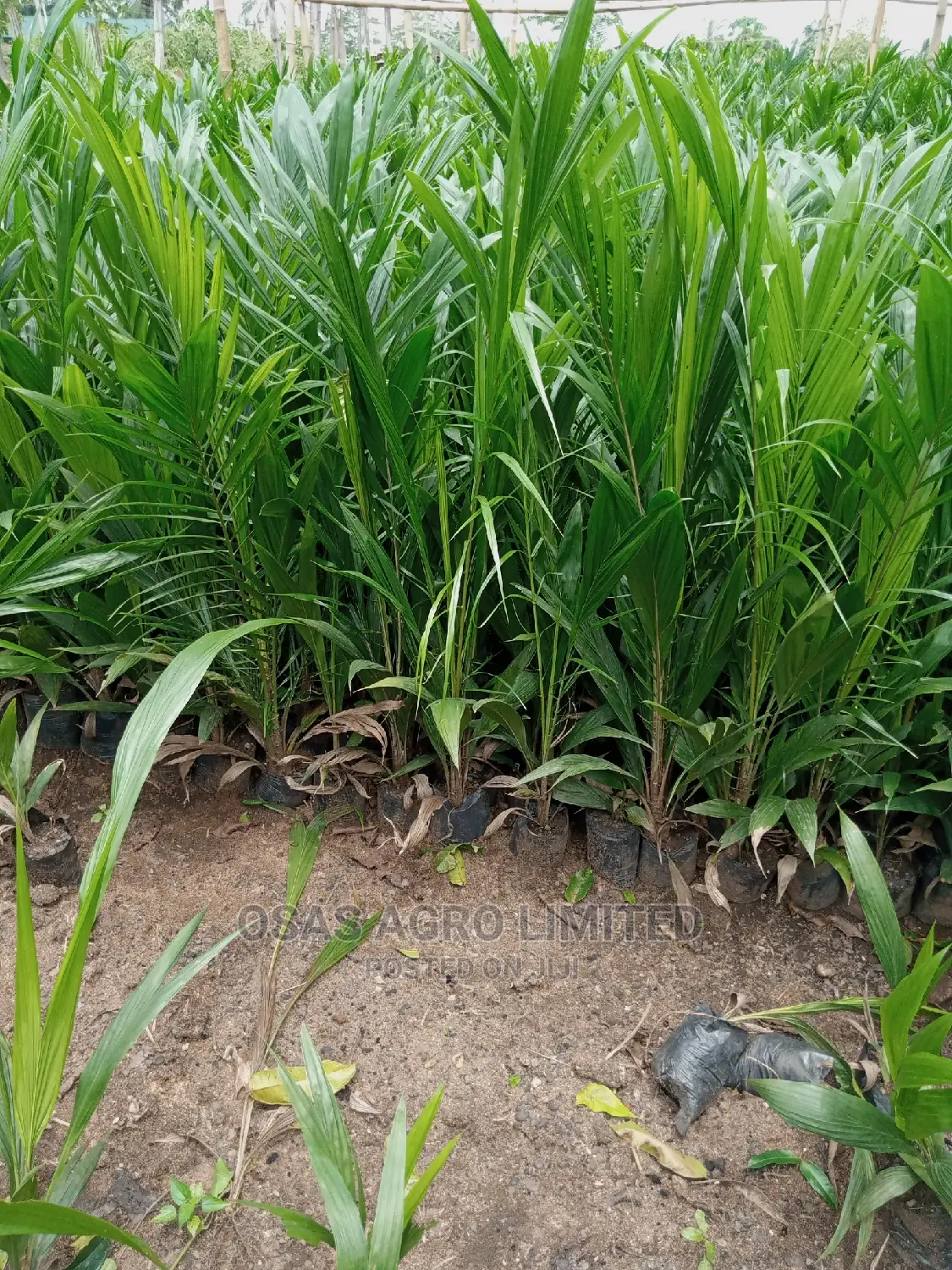 Choice Super Gene Oil Palm Seedings/ Nuts