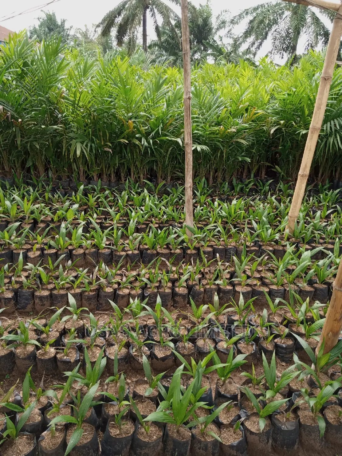 Choice Super Gene Oil Palm Seedings/ Nuts