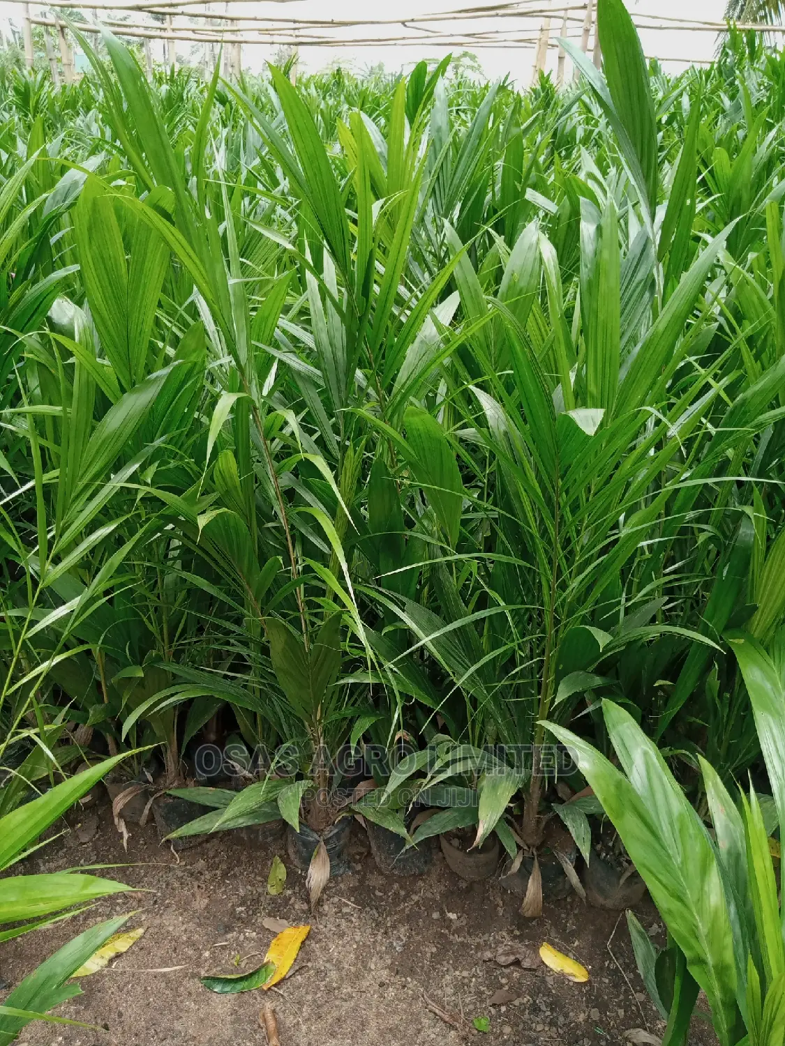 Choice Super Gene Oil Palm Seedings/ Nuts