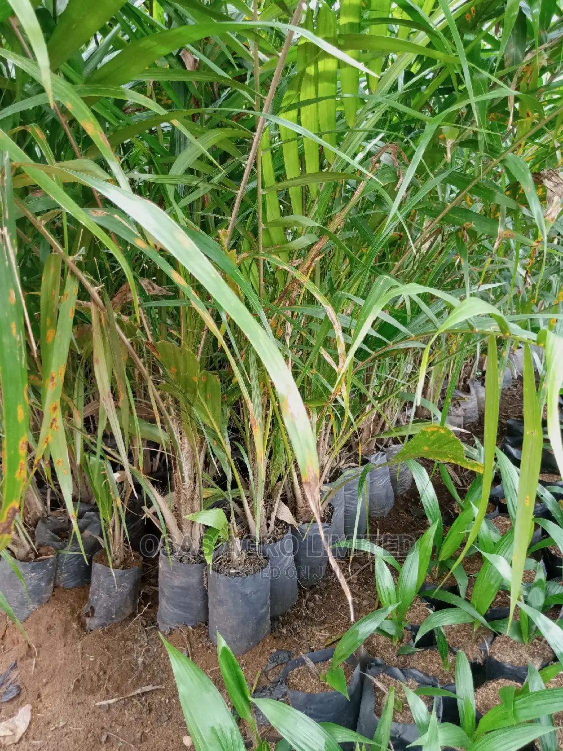 Choice Super Gene Oil Palm Seedings/ Nuts