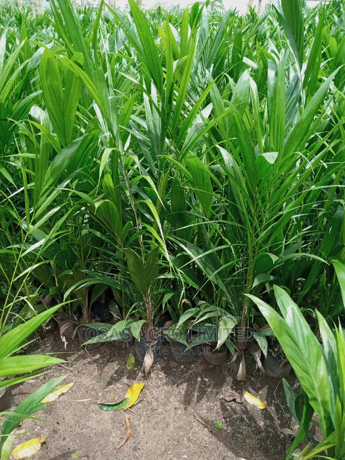 Choice Super Gene Oil Palm Seedings/ Nuts
