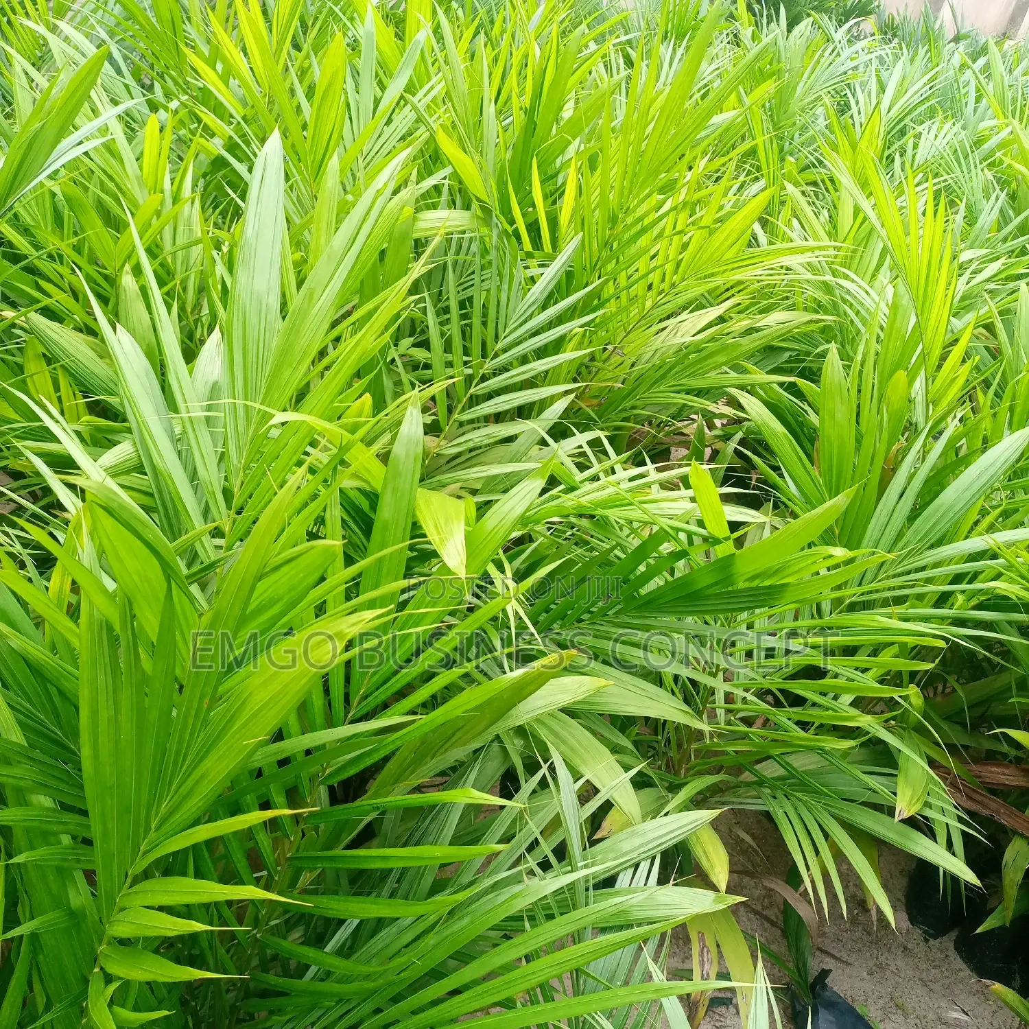Special Tenera Hybrid Palm Seedlings