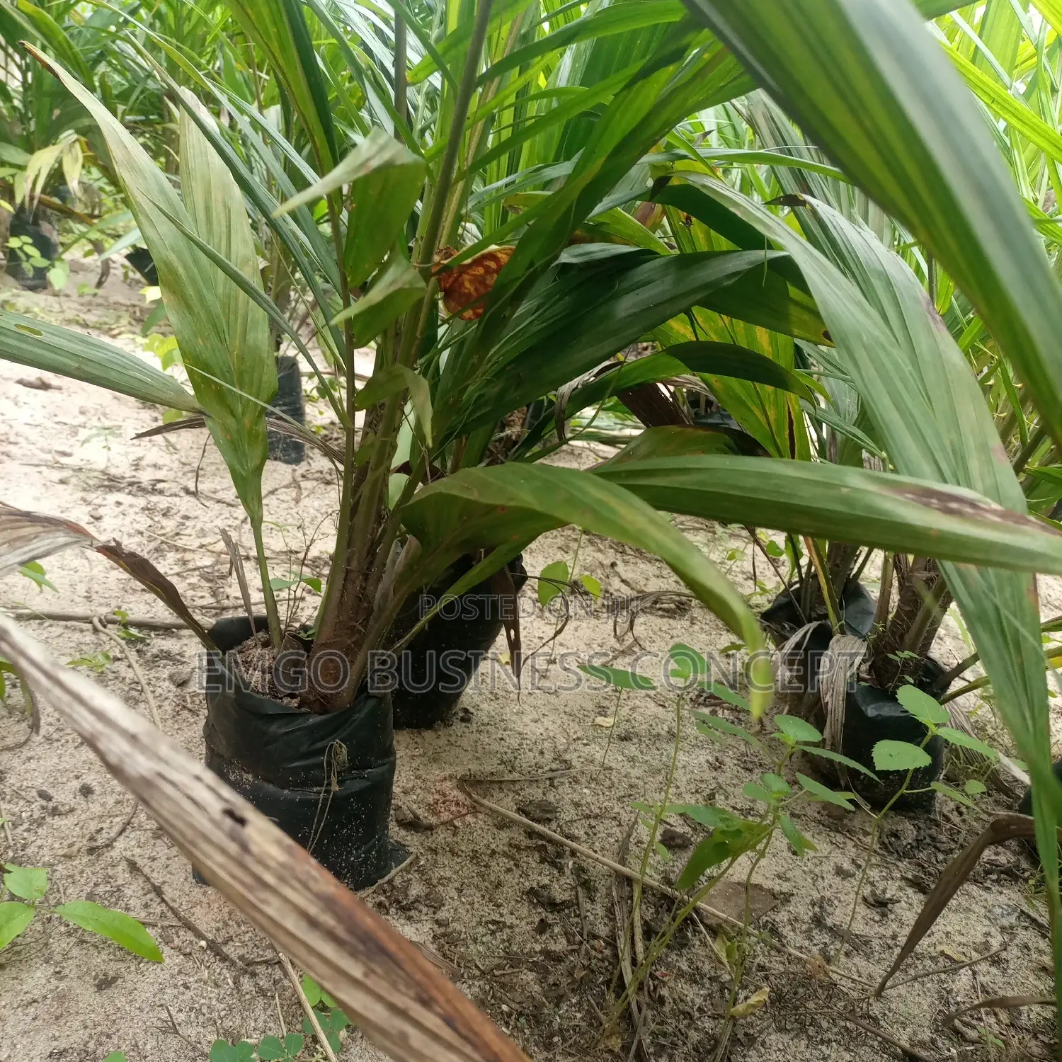 Special Tenera Hybrid Palm Seedlings
