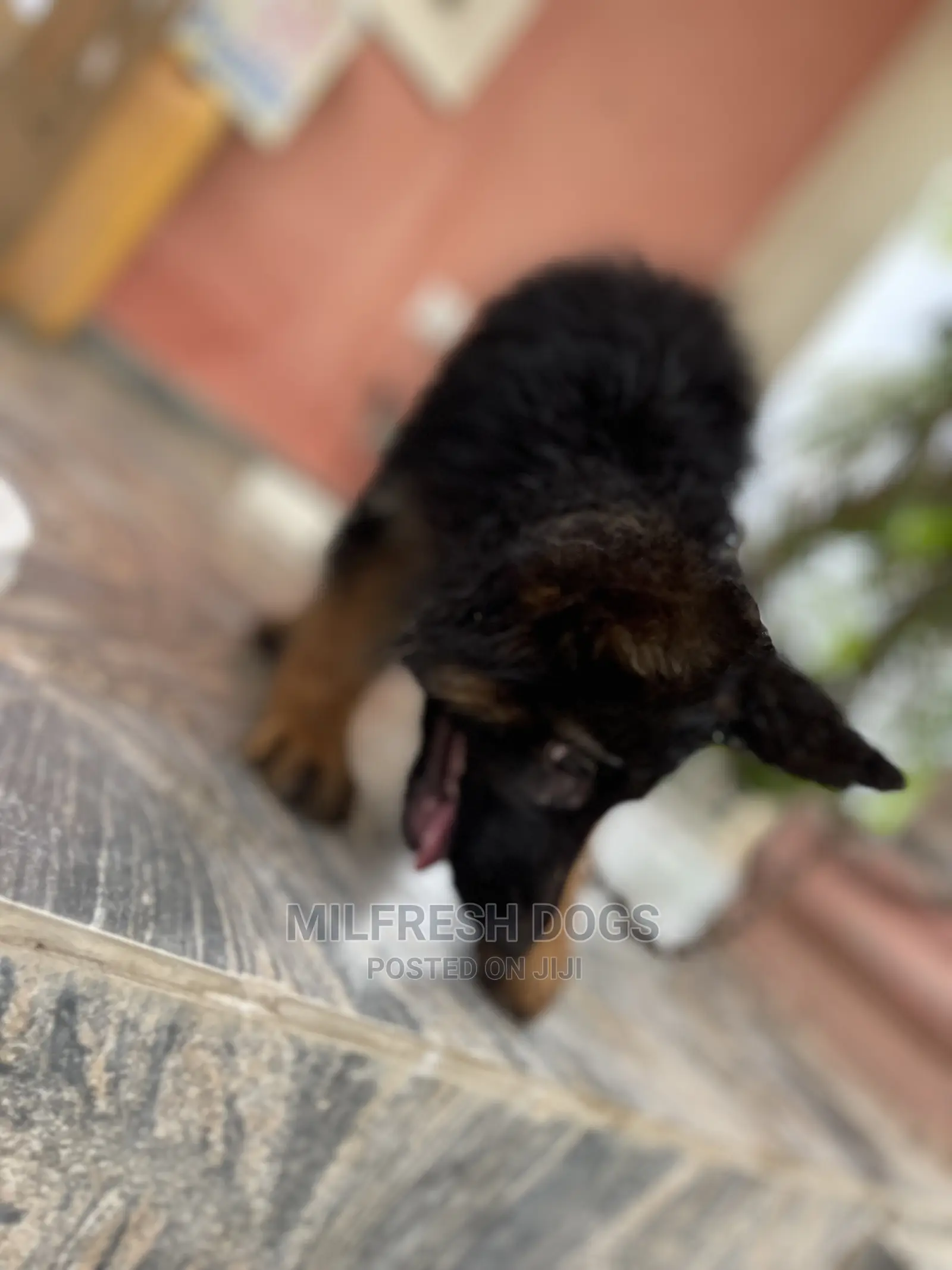 1-3 Month Female Purebred German Shepherd