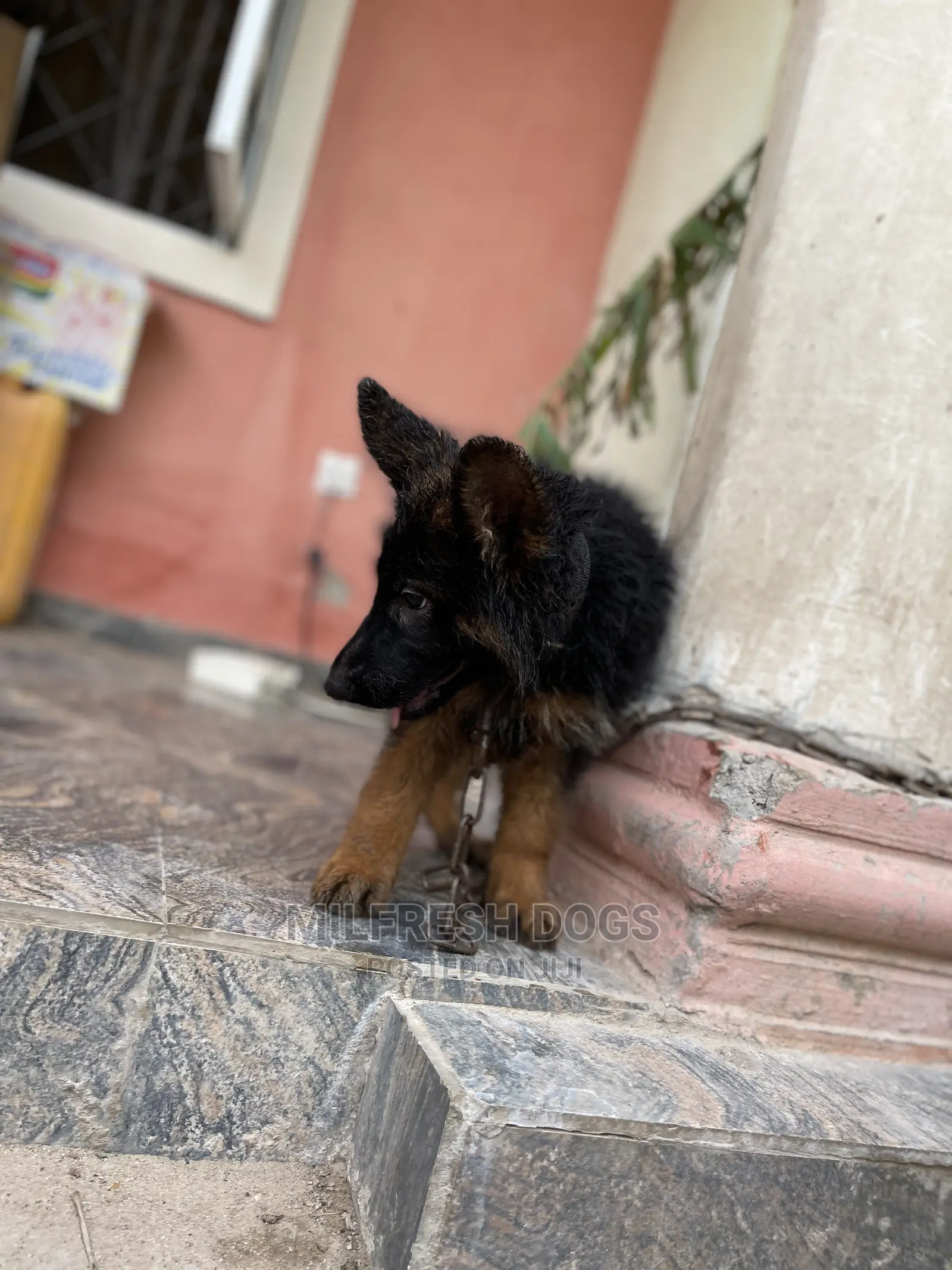 1-3 Month Female Purebred German Shepherd