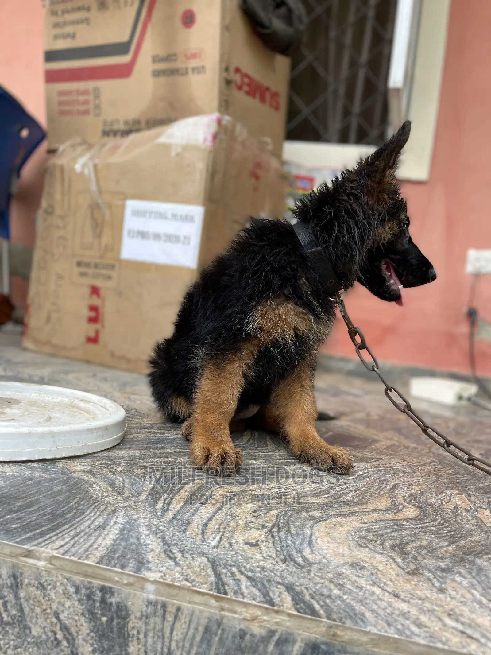 1-3 Month Female Purebred German Shepherd