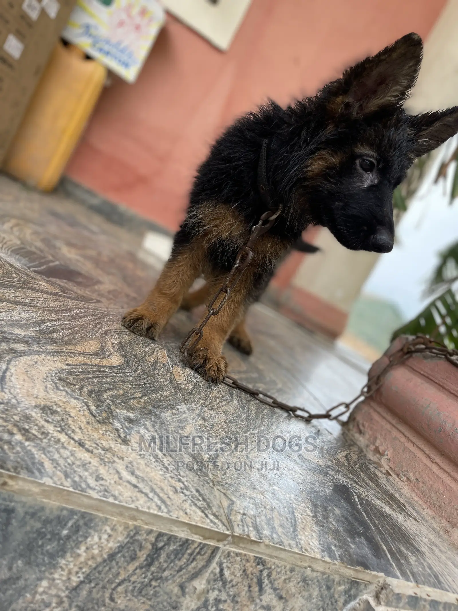 1-3 Month Female Purebred German Shepherd