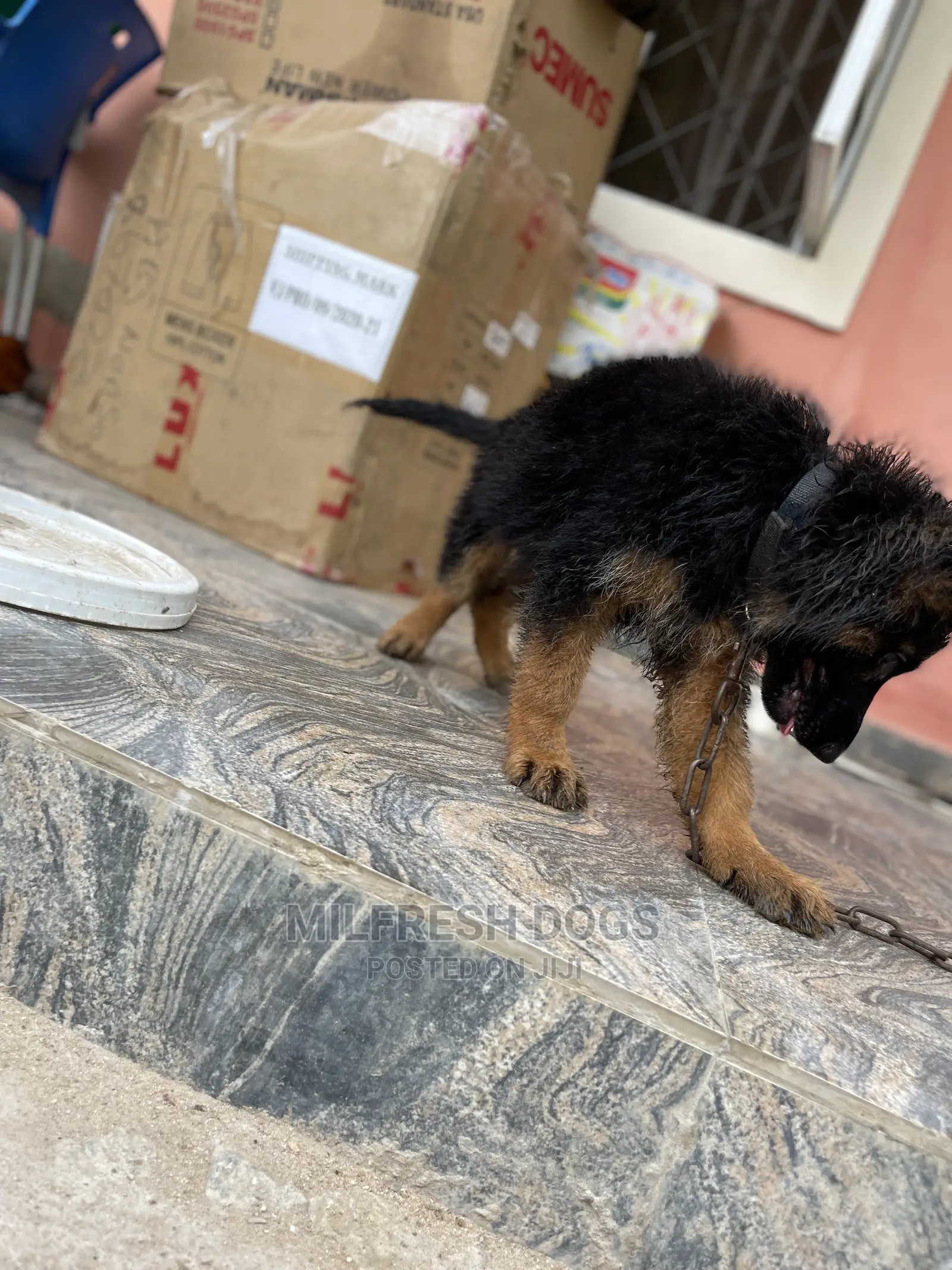 1-3 Month Female Purebred German Shepherd