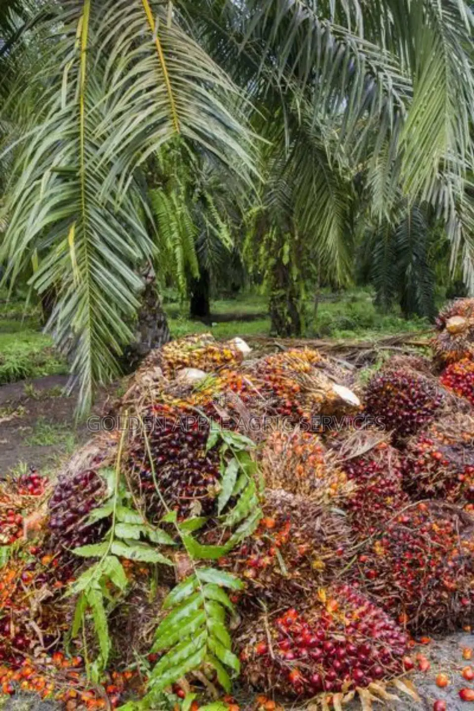 Oil Palm Seedlings - Hybrid Tenera Fruits Within 31⁄2 Years