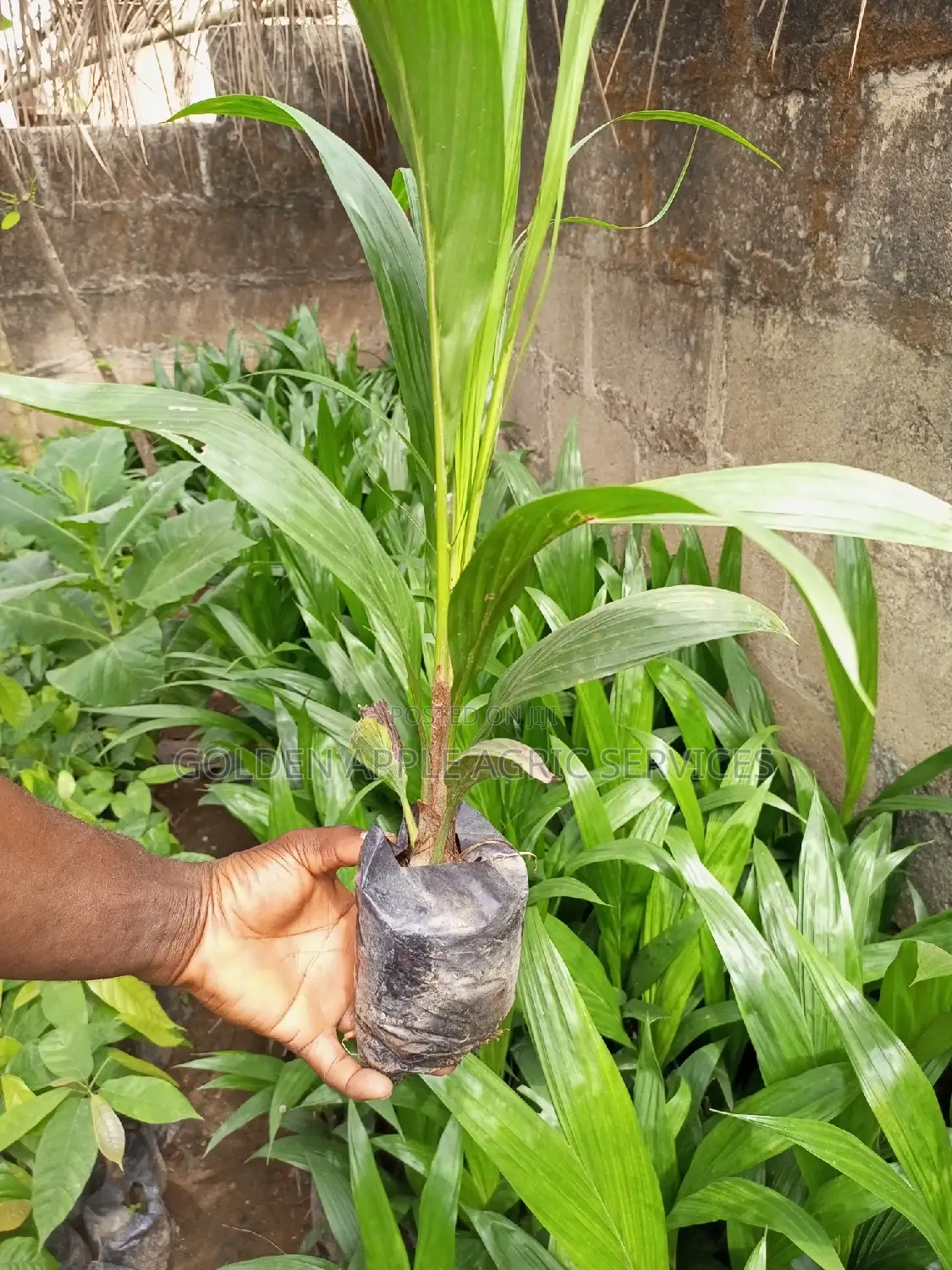 Oil Palm Seedlings - Hybrid Tenera Fruits Within 31⁄2 Years