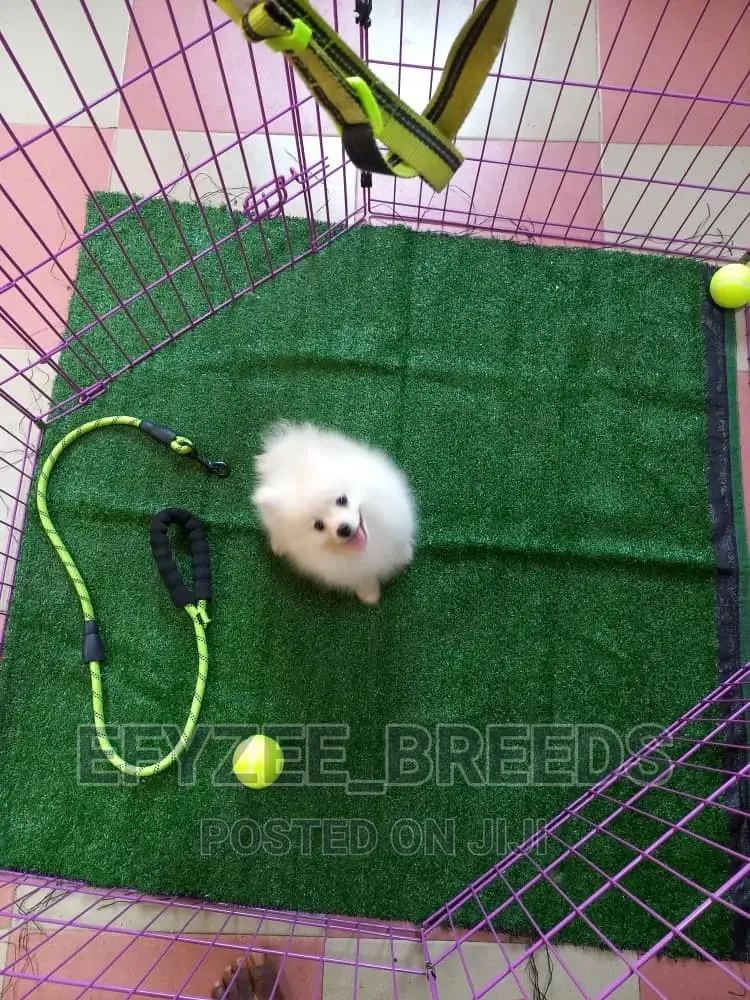 1-3 months Female Purebred Pomeranian