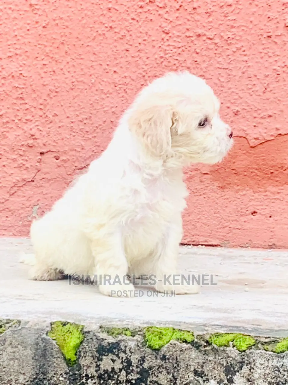 0-1 month Male Purebred Lhasa Apso