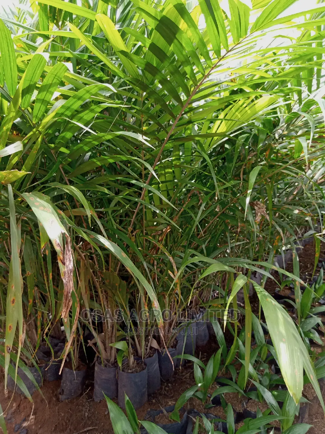 Choice Super Gene Seedlings