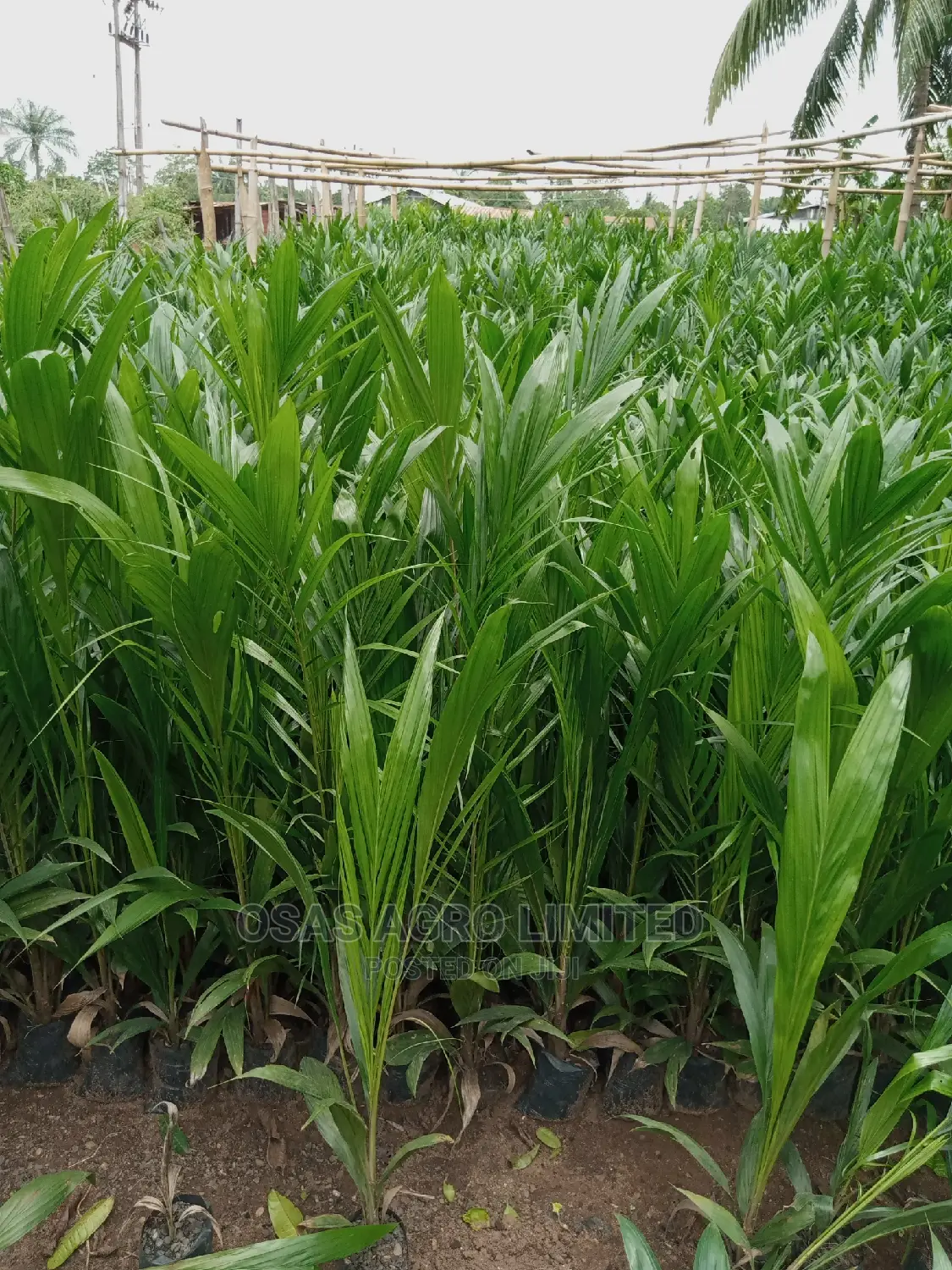 Choice Super Gene Seedlings