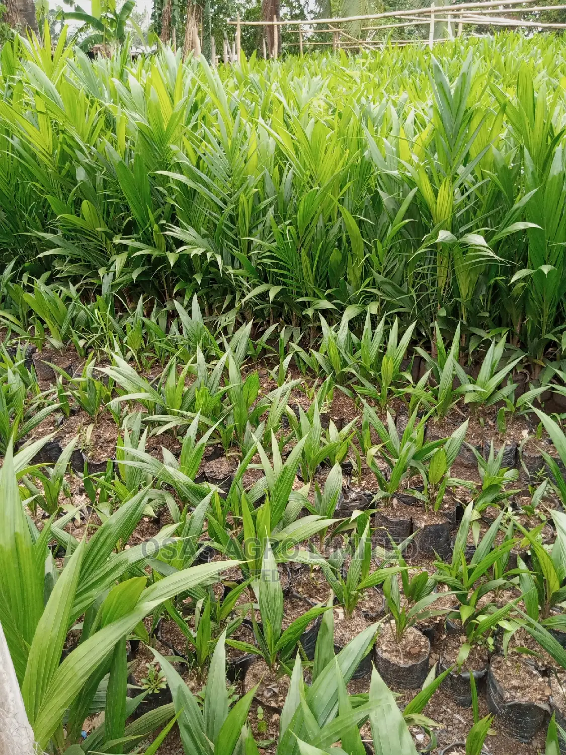 Choice Super Gene Seedlings