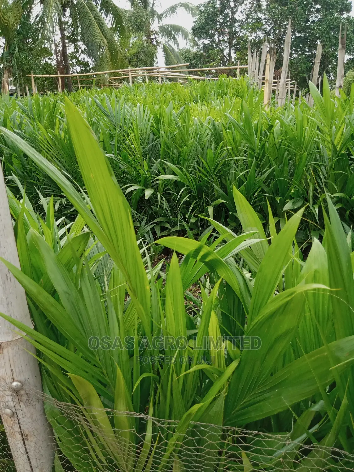 Choice Super Gene Seedlings