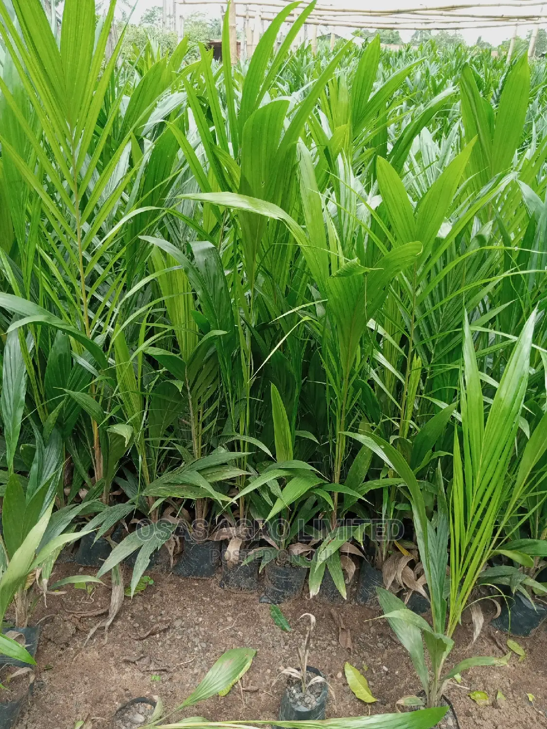Choice Super Gene Seedlings