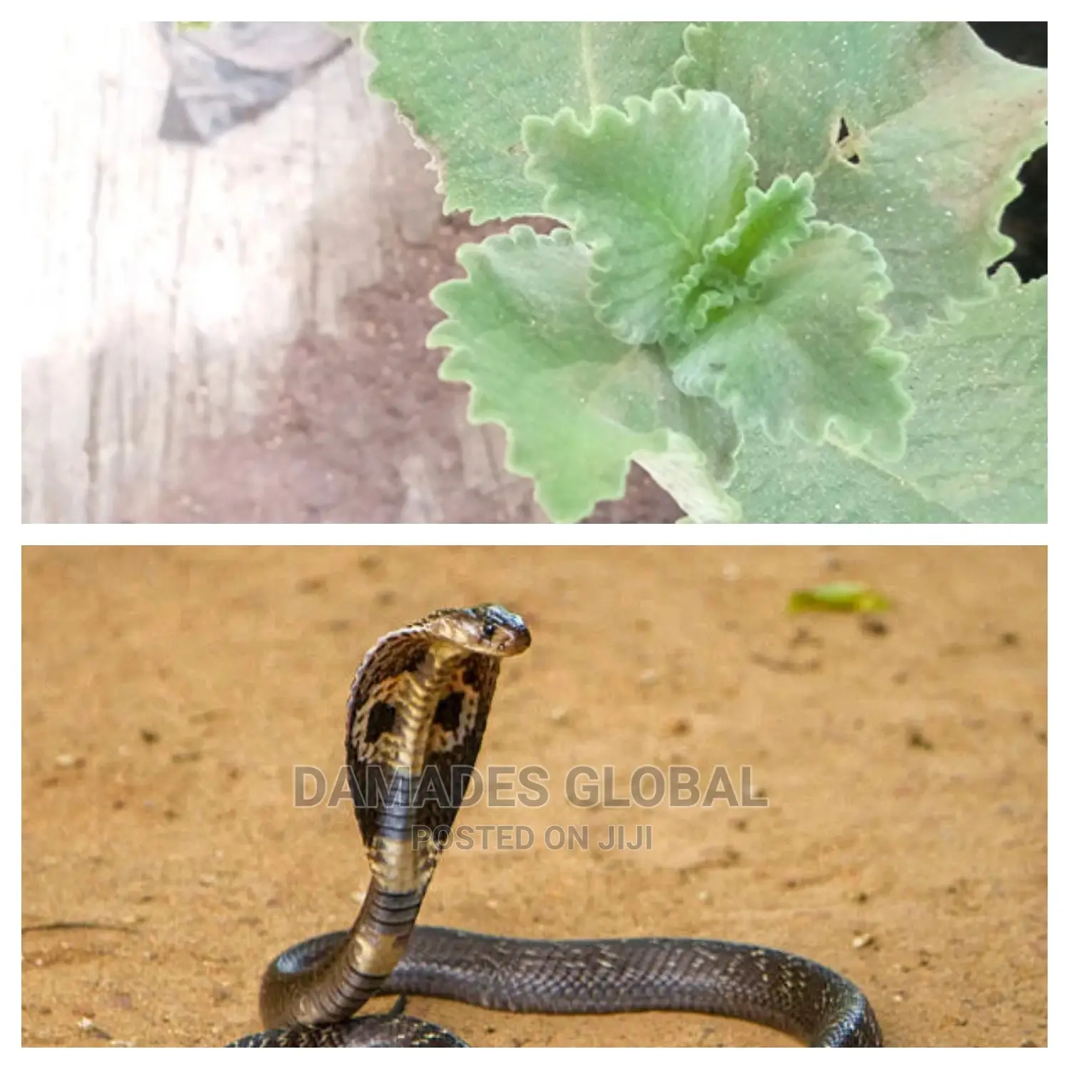 Snake Repellant Plant Seedlings