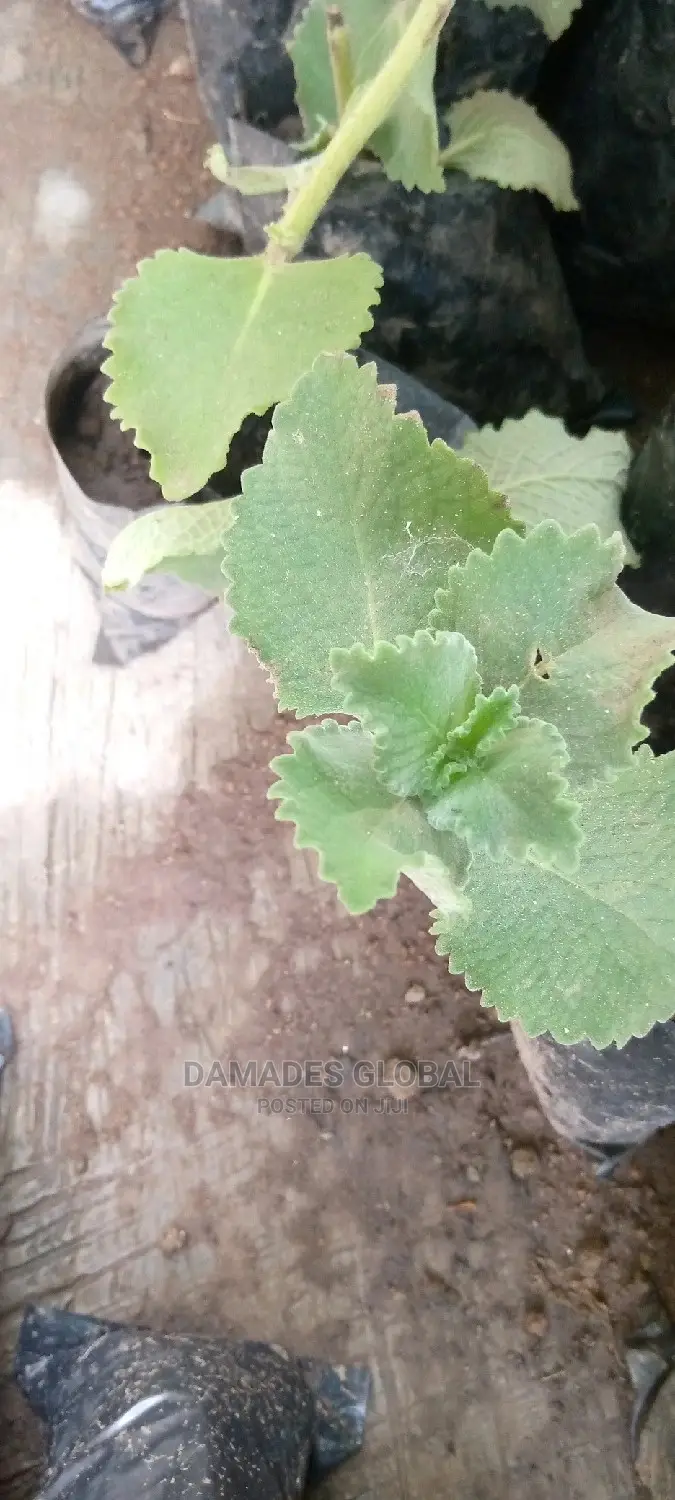 Snake Repellant Plant Seedlings