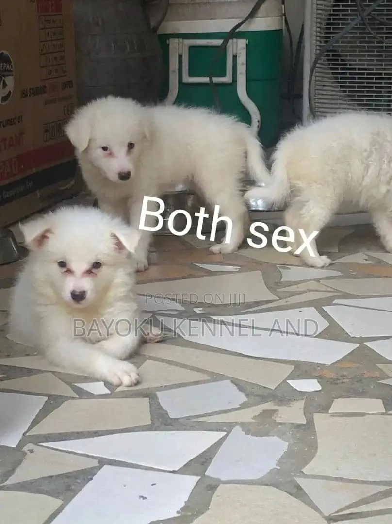 1-3 months Female Purebred American Eskimo