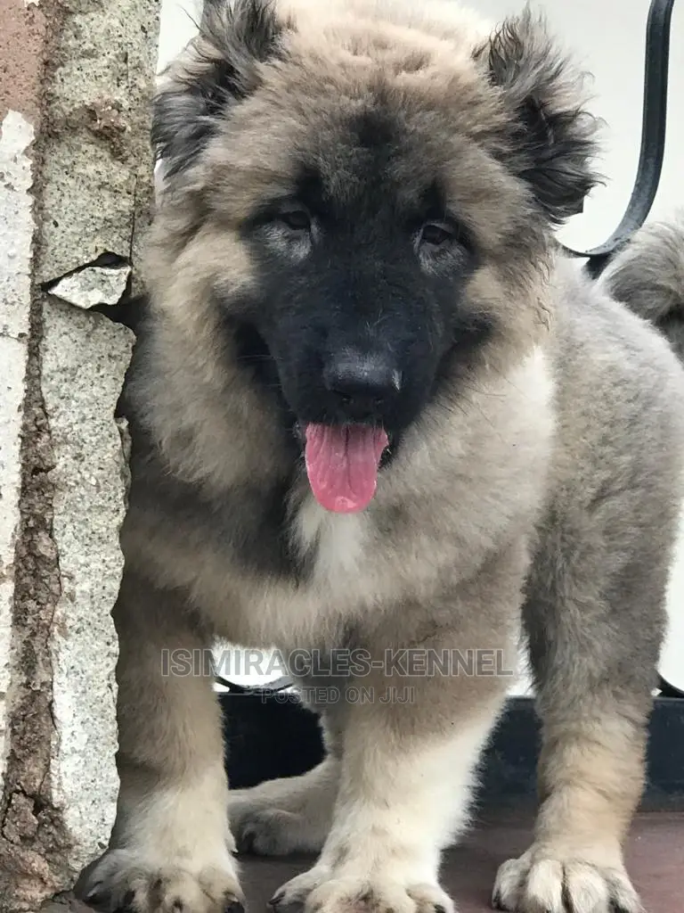 1-3 months Male Purebred Caucasian Shepherd