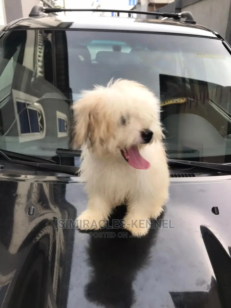 1-3 months Female Purebred Lhasa Apso